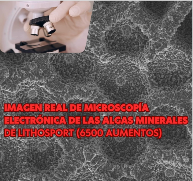 Descubre la Ciencia Detrás de Lithosport: La Tecnología Única de Panal de Abeja